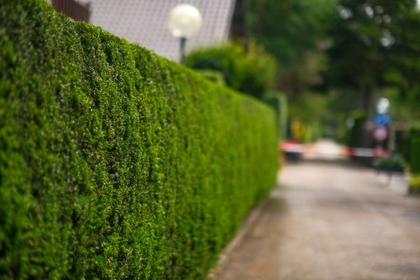 Clôture végétale naturelle : écran de verdure durable
