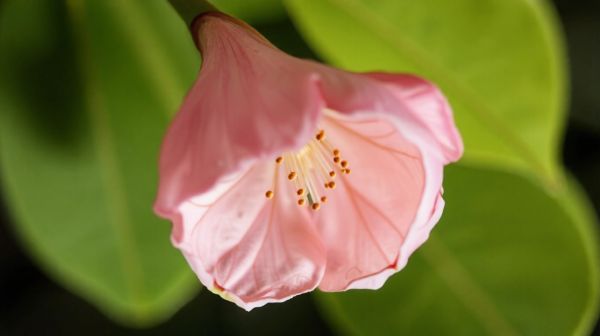 Pourquoi éviter l'albizia : effets toxiques et soins difficiles