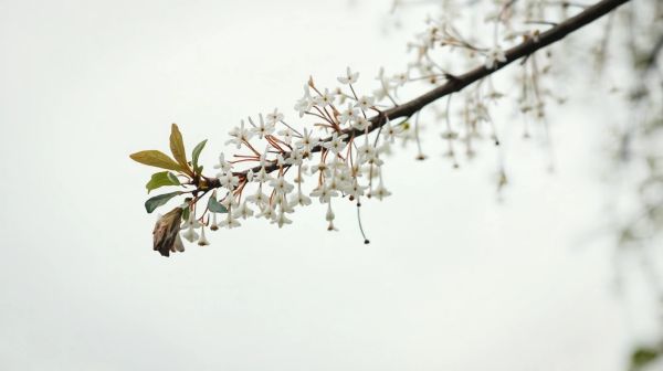 Pourquoi éviter l'albizia : effets toxiques et soins difficiles