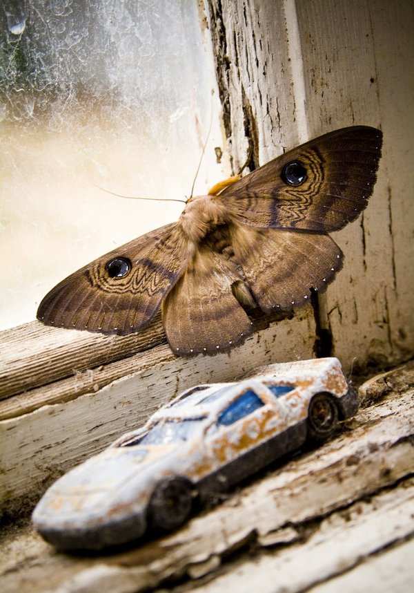 Éliminer les mites à paris et en Île-de-france : conseils pratiques